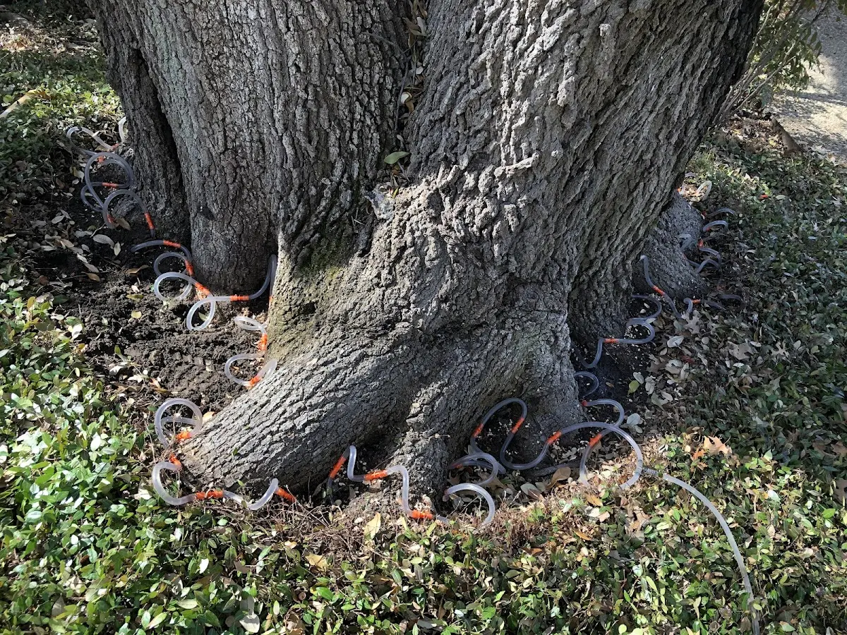 Detailed Tree Cabling and Bracing job site in Bevinsville