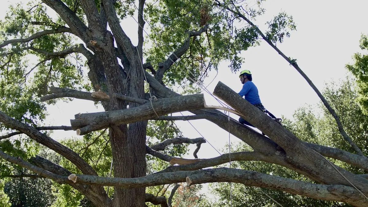 Professional Crown Thinning performed by certified arborists in Bevinsville