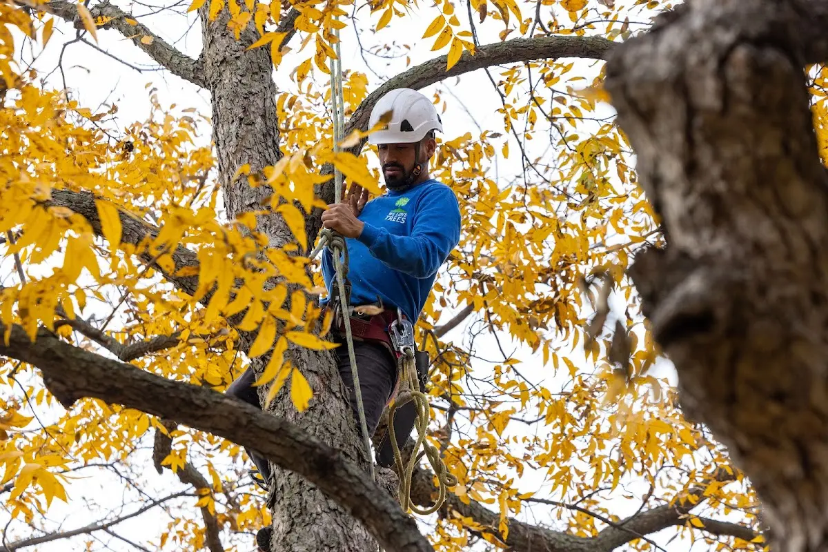 Skilled Storm Damage Cleanup crew working in Bevinsville